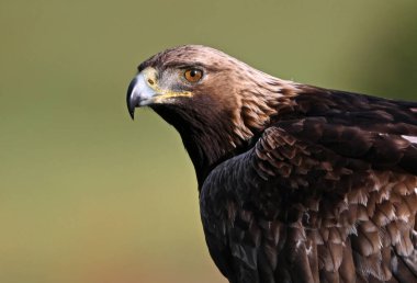 İspanya 'da görkemli bir altın kartal