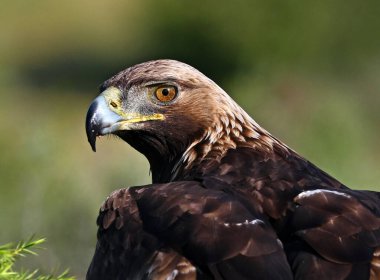 İspanya 'da görkemli bir altın kartal