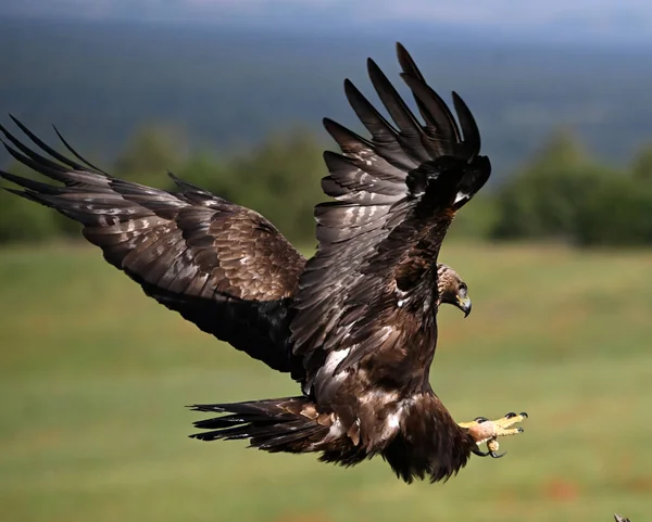 Görkemli ve ciddi bir altın kartal vahşi doğada