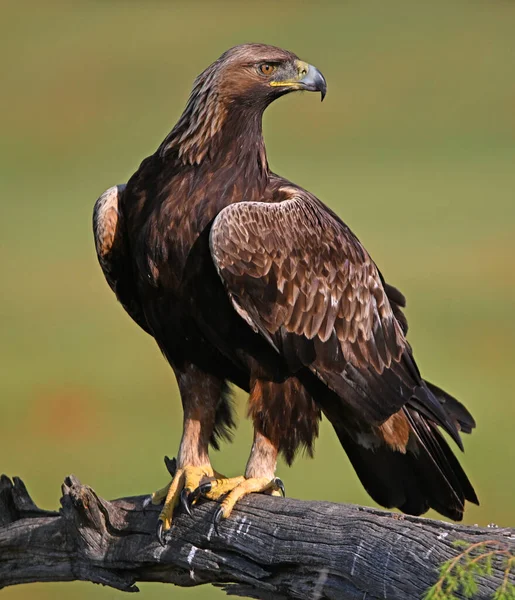 Görkemli ve ciddi bir altın kartal vahşi doğada