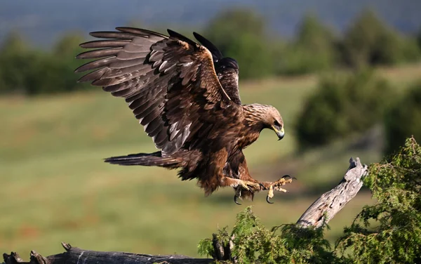 Görkemli ve ciddi bir altın kartal vahşi doğada