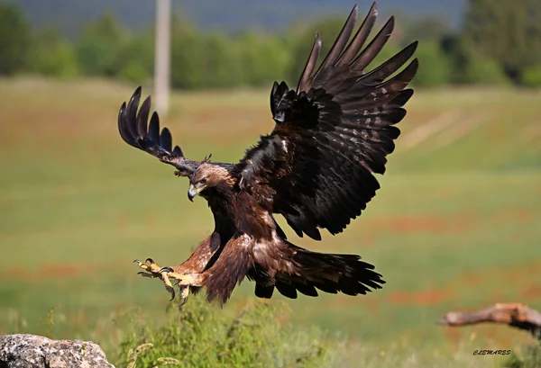 Görkemli ve ciddi bir altın kartal vahşi doğada