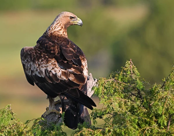 İspanya 'da görkemli bir altın kartal