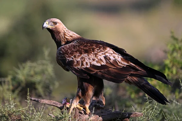 İspanya 'da görkemli bir altın kartal