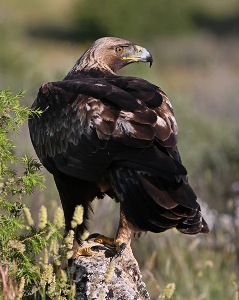 İspanya 'da güçlü bir altın kartal