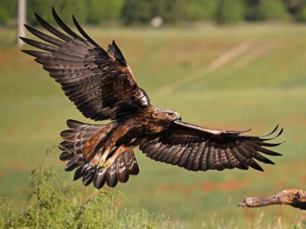İspanya 'da güçlü bir altın kartal