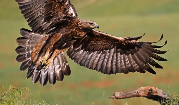 İspanya 'da güçlü bir altın kartal