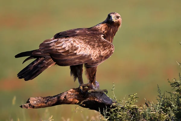 İspanya 'da güçlü bir altın kartal