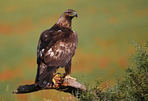 İspanya 'da güçlü bir altın kartal