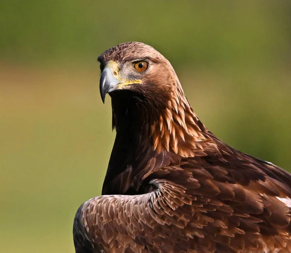 İspanya 'da güçlü bir altın kartal
