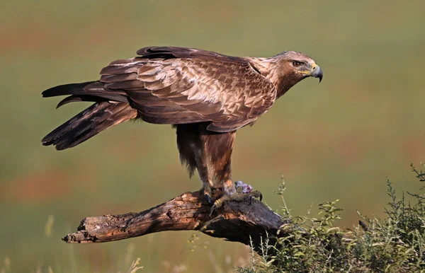 İspanya 'da görkemli bir altın kartal