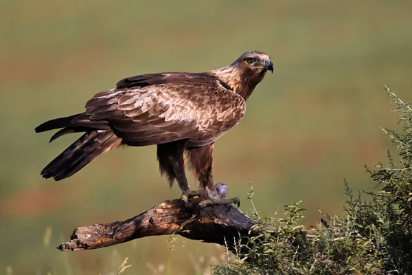 İspanya 'da görkemli bir altın kartal