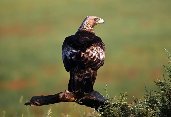 İspanya 'da görkemli bir altın kartal