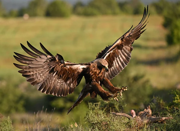 İspanya 'da görkemli bir altın kartal