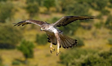 Extremadura, İspanya 'da güzel bir Bonelli kartalı.