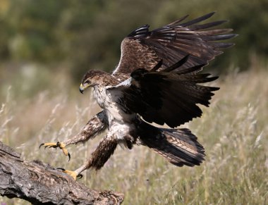 Extremadura, İspanya 'da güzel bir Bonelli kartalı.