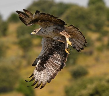Extremadura, İspanya 'da güzel bir Bonelli kartalı.