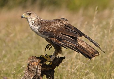 Extremadura, İspanya 'da güzel bir Bonelli kartalı.