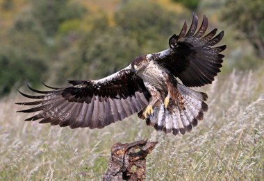 Extremadura, İspanya 'da güzel bir Bonelli kartalı.