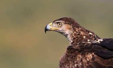 Extremadura, İspanya 'da güzel bir Bonelli kartalı.