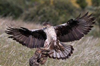 Extremadura, İspanya 'da güzel bir Bonelli kartalı.
