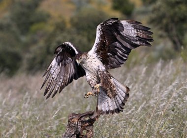 Extremadura, İspanya 'da güzel bir Bonelli kartalı.
