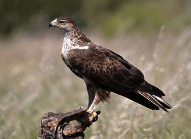 Extremadura, İspanya 'da güzel bir Bonelli kartalı.