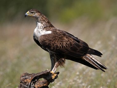 Extremadura, İspanya 'da güzel bir Bonelli kartalı.