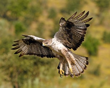 Extremadura, İspanya 'da güzel bir Bonelli kartalı.