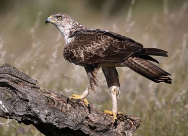 Extremadura, İspanya 'da güzel bir Bonelli kartalı.