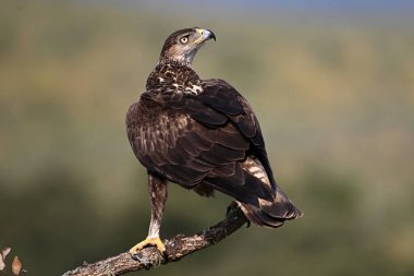 Extremadura, İspanya 'da güzel bir Bonelli kartalı.