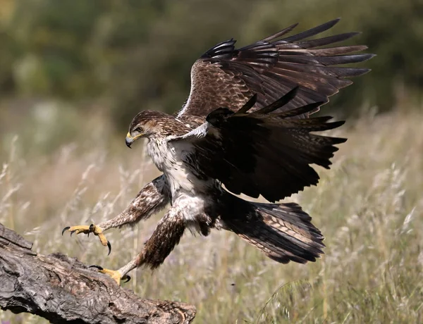 Extremadura, İspanya 'da güzel bir Bonelli kartalı.
