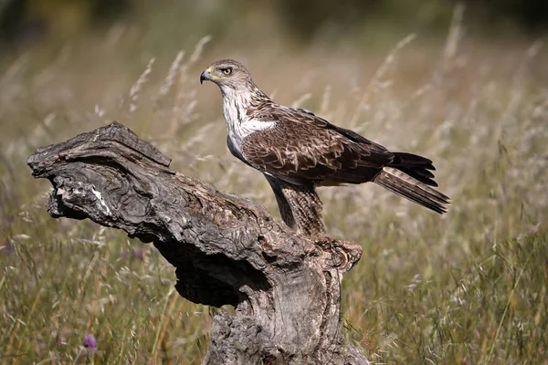 Extremadura, İspanya 'da güzel bir Bonelli kartalı.