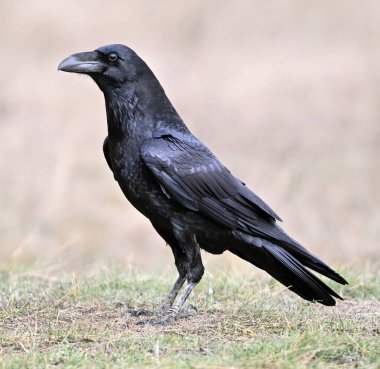 Tarlada güçlü bir siyah kuzgun.