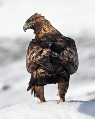 Görkemli ve ciddi bir altın kartal vahşi doğada