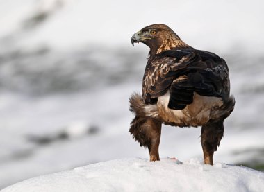 Görkemli ve ciddi bir altın kartal vahşi doğada