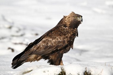 Karda görkemli bir altın kartal