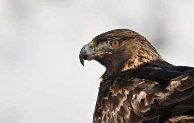 Karda görkemli bir altın kartal