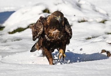 Karda görkemli bir altın kartal