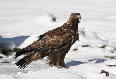 Karda görkemli bir altın kartal