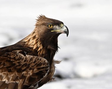 Karda görkemli bir altın kartal