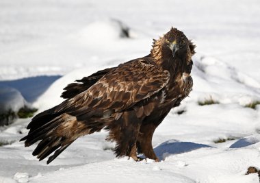 Karda görkemli bir altın kartal