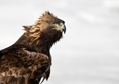 Karda görkemli bir altın kartal