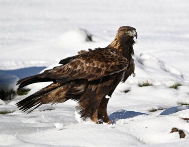 Karda görkemli bir altın kartal