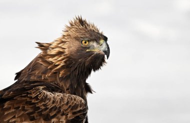 Karda görkemli bir altın kartal