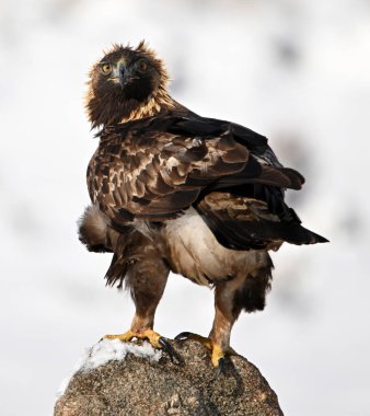 Karda görkemli bir altın kartal