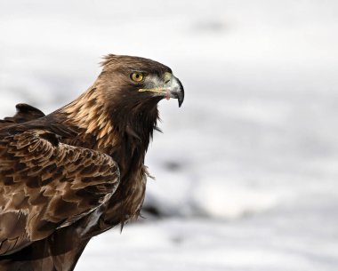 Karda görkemli bir altın kartal