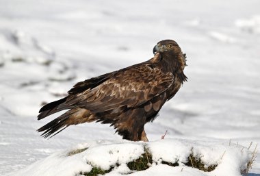 Karda görkemli bir altın kartal