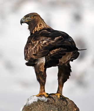 Karda görkemli bir altın kartal