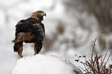 Karda görkemli bir altın kartal